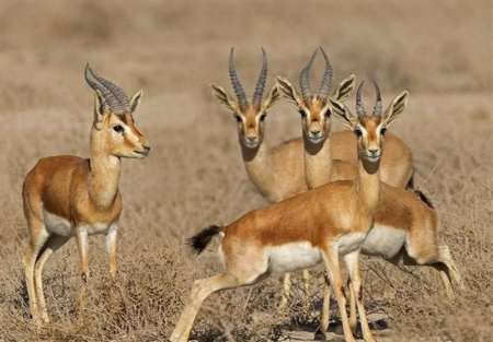 پارک ملی دریایی نایبند: سفر به آخرین بهشت بکر خلیج فارس