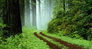 پارک جنگلی سراوان رشت؛ راهنمای کامل سفر و تفریحات خانوادگی