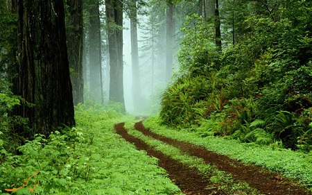 پارک جنگلی سراوان رشت؛ راهنمای کامل سفر و تفریحات خانوادگی