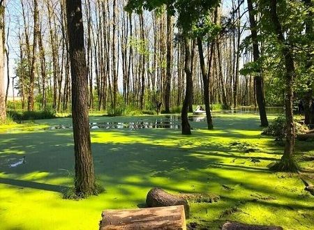پارک جنگلی سراوان رشت؛ راهنمای کامل سفر و تفریحات خانوادگی