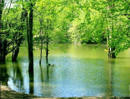 مرداب دیوک کجاست؟ راهنمای سفر به مرداب اسرارآمیز کلاردشت
