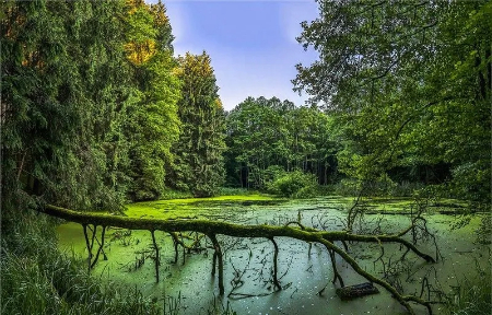 مرداب دیوک کجاست؟ راهنمای سفر به مرداب اسرارآمیز کلاردشت